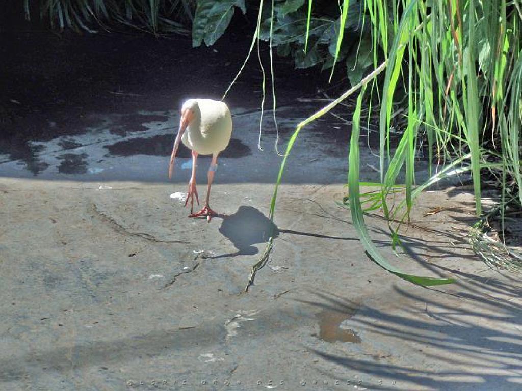 101PARC AUX OISEAUX DANS L AIN 2016 2_000041.jpg